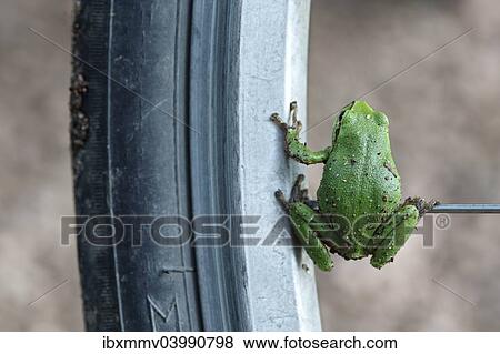 "European Tree Frog (Hyla arborea) sitting on the spoke of a bicycle, Saxony-Anhalt, Germany, Europe" View Large Photo Image Stock Photo - "European Tree Frog (Hyla arborea) sitting on the spoke of a bicycle, Saxony-Anhalt, Germany, Europe". Fotosearch