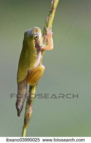 Stock Photography - "European Tree Frog (Hyla arborea), during metamorphosis, Burgenland, Austria, Europe". Fotosearch