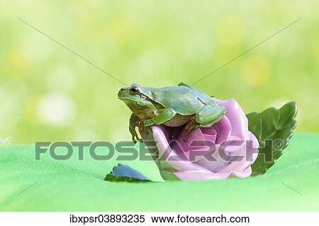 European tree frog (Hyla arborea) sitting on a rose View Large Photo Image Stock Photography - European tree frog (Hyla arborea) sitting on a rose. Fotosearch