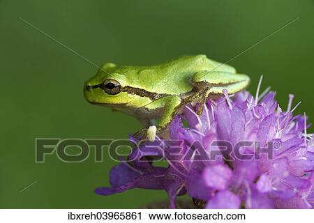 Stock Image - "European Tree Frog or Treefrog (Hyla arborea), young, Burgenland, Austria, Europe". Fotosearch