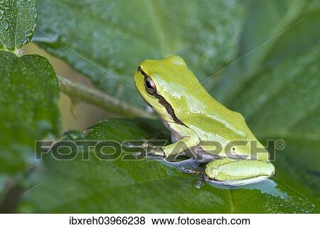 "European Tree Frog or Treefrog (Hyla arborea), young, Burgenland, Austria, Europe" View Large Photo Image Stock Photo - "European Tree Frog or Treefrog (Hyla arborea), young, Burgenland, Austria, Europe". Fotosearch