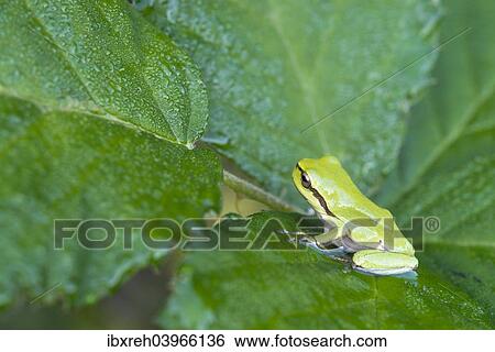 "European Tree Frog or Treefrog (Hyla arborea), young, Burgenland, Austria, Europe" View Large Photo Image Stock Photograph - "European Tree Frog or Treefrog (Hyla arborea), young, Burgenland, Austria, Europe". Fotosearch