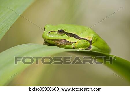 Stock Image - "European Treefrog (Hyla arborea) perched on a leaf of a Yellow Flag Iris (Iris pseudacorus), Lower Saxony, Germany, Europe". Fotosearch