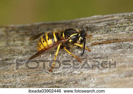 "European wasp (Vespula germanica) rasping wood, Lauwersmeer National Park, Holland, The Netherlands, Europe" View Large Photo Image Stock Photograph - "European wasp (Vespula germanica) rasping wood, Lauwersmeer National Park, Holland, The Netherlands, Europe". Fotosearch