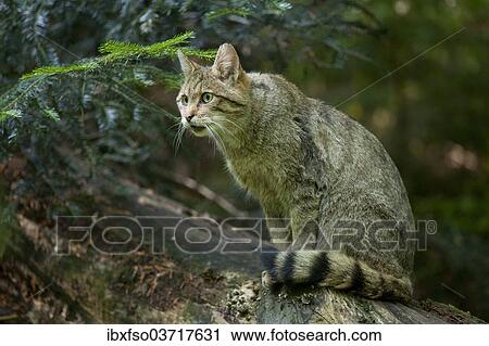 Stock Image - "European wild cat (Felis silvestris) sitting on a tree trunk, captive, Bavarian Forest National Park game reserve, Neuschonau, Lower Bavaria, Bavaria, Germany, Europe". Fotosearch