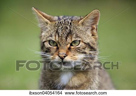 "European Wildcat (Felis silvestris silvestris), adult, Surrey, England, United Kingdom, Europe" View Large Photo Image Picture - "European Wildcat (Felis silvestris silvestris), adult, Surrey, England, United Kingdom, Europe". Fotosearch