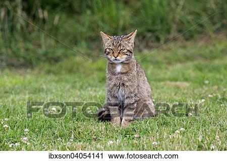 "European Wildcat (Felis silvestris silvestris), adult, Surrey, England, United Kingdom, Europe" View Large Photo Image Stock Image - "European Wildcat (Felis silvestris silvestris), adult, Surrey, England, United Kingdom, Europe". Fotosearch