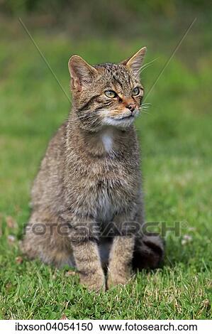 "European Wildcat (Felis silvestris silvestris), adult, Surrey, England, United Kingdom, Europe" View Large Photo Image Stock Image - "European Wildcat (Felis silvestris silvestris), adult, Surrey, England, United Kingdom, Europe". Fotosearch
