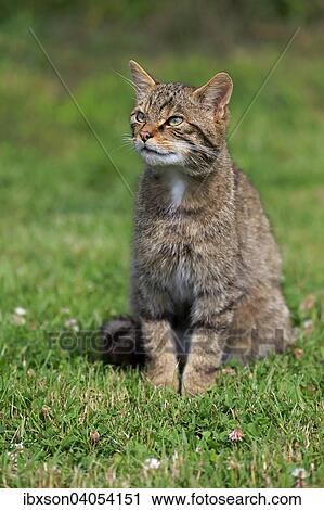 "European Wildcat (Felis silvestris silvestris), adult, Surrey, England, United Kingdom, Europe" View Large Photo Image Stock Image - "European Wildcat (Felis silvestris silvestris), adult, Surrey, England, United Kingdom, Europe". Fotosearch