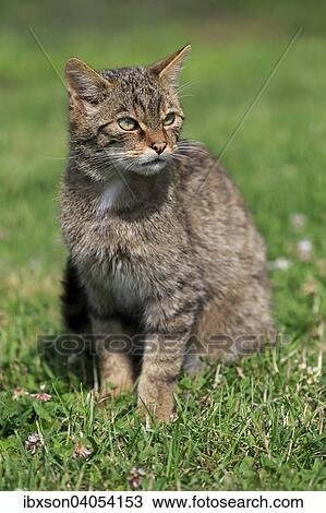 "European Wildcat (Felis silvestris silvestris), adult, Surrey, England, United Kingdom, Europe" View Large Photo Image Stock Image - "European Wildcat (Felis silvestris silvestris), adult, Surrey, England, United Kingdom, Europe". Fotosearch