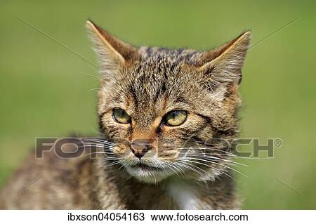 "European Wildcat (Felis silvestris silvestris), adult, Surrey, England, United Kingdom, Europe" View Large Photo Image Stock Image - "European Wildcat (Felis silvestris silvestris), adult, Surrey, England, United Kingdom, Europe". Fotosearch