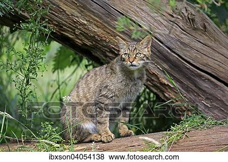 "European Wildcat (Felis silvestris silvestris), adult, alert, Surrey, England, United Kingdom, Europe" View Large Photo Image Stock Photo - "European Wildcat (Felis silvestris silvestris), adult, alert, Surrey, England, United Kingdom, Europe". Fotosearch