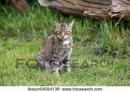 "European Wildcat (Felis silvestris silvestris), adult, Surrey, England, United Kingdom, Europe" View Large Photo Image Stock Photo - "European Wildcat (Felis silvestris silvestris), adult, Surrey, England, United Kingdom, Europe". Fotosearch