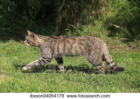 "European Wildcat (Felis silvestris silvestris), adult, stalking, Surrey, United Kingdom, Europe" View Large Photo Image Stock Photo - "European Wildcat (Felis silvestris silvestris), adult, stalking, Surrey, United Kingdom, Europe". Fotosearch