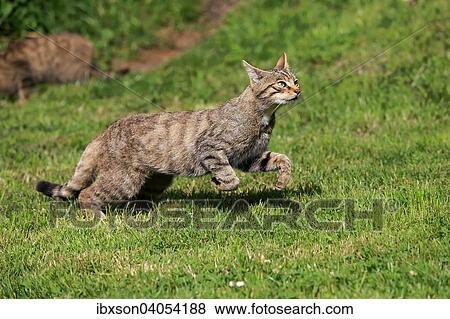 "European Wildcat (Felis silvestris silvestris), adult, jumping, Surrey, United Kingdom, Europe" View Large Photo Image Stock Photo - "European Wildcat (Felis silvestris silvestris), adult, jumping, Surrey, United Kingdom, Europe". Fotosearch