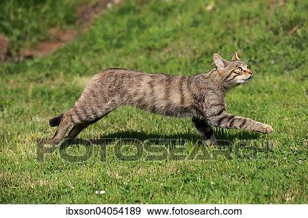 "European Wildcat (Felis silvestris silvestris), adult, jumping, Surrey, United Kingdom, Europe" View Large Photo Image Stock Photo - "European Wildcat (Felis silvestris silvestris), adult, jumping, Surrey, United Kingdom, Europe". Fotosearch