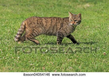 "European Wildcat (Felis silvestris silvestris), adult, stalking, alert, Surrey, England, United Kingdom, Europe" View Large Photo Image Stock Photograph - "European Wildcat (Felis silvestris silvestris), adult, stalking, alert, Surrey, England, United Kingdom, Europe". Fotosearch