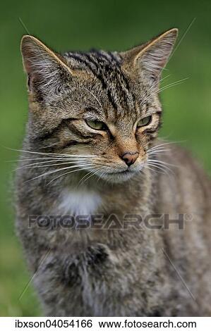 "European Wildcat (Felis silvestris silvestris), adult, Surrey, England, United Kingdom, Europe" View Large Photo Image Stock Photograph - "European Wildcat (Felis silvestris silvestris), adult, Surrey, England, United Kingdom, Europe". Fotosearch