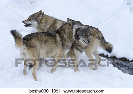 Stock Image - "European Wolves (Canis lupus) in the snow, social behaviour, Goldau Animal Park, Canton of Schwyz, Switzerland, Europe". Fotosearch