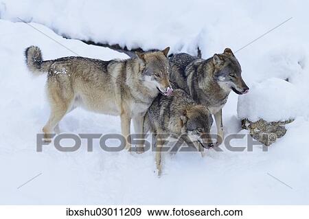 "European Wolves (Canis lupus) in the snow, Goldau Animal Park, Canton of Schwyz, Switzerland, Europe" View Large Photo Image Stock Photo - "European Wolves (Canis lupus) in the snow, Goldau Animal Park, Canton of Schwyz, Switzerland, Europe". Fotosearch