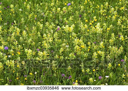 "European Yellow Rattle (Rhinanthus alectorolophus) on a flowering spring meadow, Bavaria, Germany, Europe" View Large Photo Image Stock Photograph - "European Yellow Rattle (Rhinanthus alectorolophus) on a flowering spring meadow, Bavaria, Germany, Europe". Fotosearch