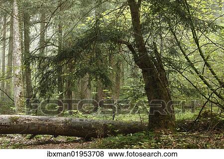 Stock Photo - "European Yew (Taxus baccata), Paterzell Yew Forest, Paterzell, Upper Bavaria, Bavaria, Germany, Europe". Fotosearch