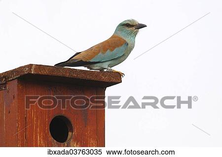 "Eurpean Roller (Coracias garrulus) perched on a nesting box, Kiskunsag National Park, Bacs-Kiskun County, Hungary, Europe" View Large Photo Image Stock Photography - "Eurpean Roller (Coracias garrulus) perched on a nesting box, Kiskunsag National Park, Bacs-Kiskun County, Hungary, Europe". Fotosearch