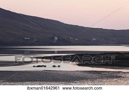 "Evening bay with Skyroads, Connemara, County Galway, Republic of Ireland, Europe" View Large Photo Image Stock Image - "Evening bay with Skyroads, Connemara, County Galway, Republic of Ireland, Europe". Fotosearch