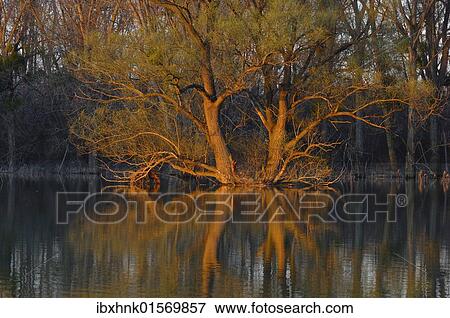 "Evening light in the Nationalpark Donauauen national park, Lower Austria, Austria, Europe" View Large Photo Image Stock Photo - "Evening light in the Nationalpark Donauauen national park, Lower Austria, Austria, Europe". Fotosearch