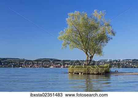 "Evening mood at Klausenhorn near Dingelsdorf, Lake Constance, Baden-Wuerttemberg, Germany, Europe, PublicGround, Europe" View Large Photo Image Stock Image - "Evening mood at Klausenhorn near Dingelsdorf, Lake Constance, Baden-Wuerttemberg, Germany, Europe, PublicGround, Europe". Fotosearch