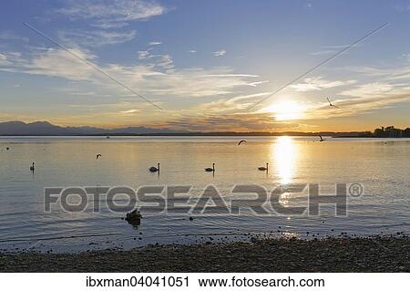 "Evening mood at Lake Chiemsee, in Seebruck, Chiemgau, Upper Bavaria, Bavaria, Germany, Europe" View Large Photo Image Stock Image - "Evening mood at Lake Chiemsee, in Seebruck, Chiemgau, Upper Bavaria, Bavaria, Germany, Europe". Fotosearch