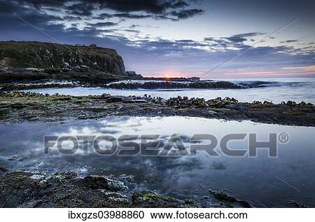 "Evening mood at the sea, seaweed, rocky coast, Curio Bay, The Catlins, South Island, New Zealand, Oceania" View Large Photo Image Stock Image - "Evening mood at the sea, seaweed, rocky coast, Curio Bay, The Catlins, South Island, New Zealand, Oceania". Fotosearch