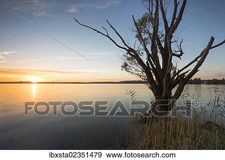 "Evening mood on Reichenau Island on Lake Constance, Baden-Wuerttemberg, Germany, Europe, PublicGround, Europe" View Large Photo Image Stock Photo - "Evening mood on Reichenau Island on Lake Constance, Baden-Wuerttemberg, Germany, Europe, PublicGround, Europe". Fotosearch