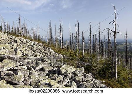 "Evening mood on the summit of Lusen Mountain with forest dieback, Bavarian Forest, Bavaria, Germany, Europe, PublicGround, Europe" View Large Photo Image Stock Photograph - "Evening mood on the summit of Lusen Mountain with forest dieback, Bavarian Forest, Bavaria, Germany, Europe, PublicGround, Europe". Fotosearch