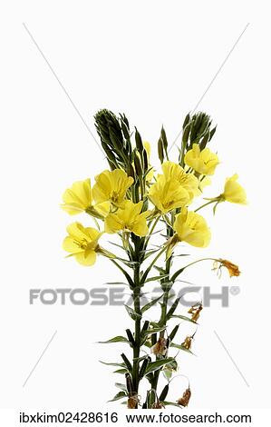 Evening primrose (Oenothera biennis) View Large Photo Image Stock Photograph - Evening primrose (Oenothera biennis). Fotosearch