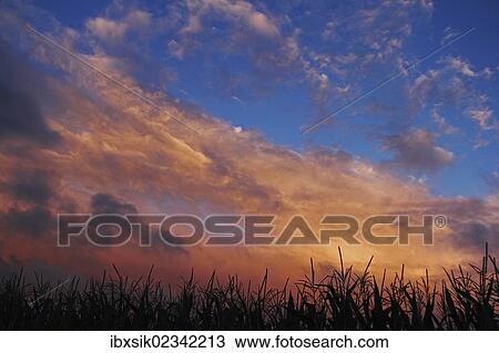"Evening sky with moody clouds over a maize field, near Biberach, Upper Swabia, Baden-Wuerttemberg, Germany, Europe" View Large Photo Image Stock Image - "Evening sky with moody clouds over a maize field, near Biberach, Upper Swabia, Baden-Wuerttemberg, Germany, Europe". Fotosearch