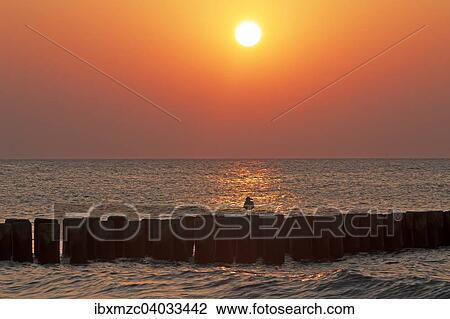 Stock Image - "Evening sun on the Baltic Sea, in front groin with seagull, Ahrenshoop, Darss, Mecklenburg-Western Pomerania, Germany, Europe". Fotosearch