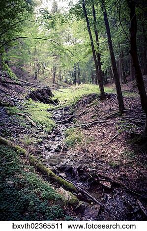 "Evergreen forest near Masserberg, Schiefergebirge, Thuringia, Germany, Europe" View Large Photo Image Stock Image - "Evergreen forest near Masserberg, Schiefergebirge, Thuringia, Germany, Europe". Fotosearch