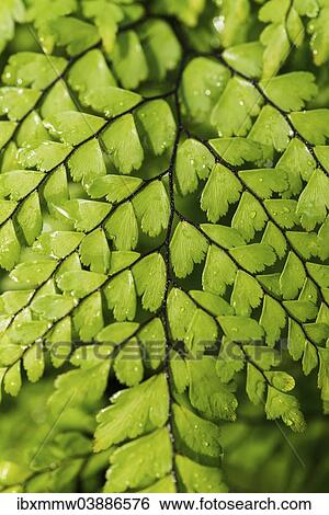 "Evergreen Maidenhair (Adiantum venustum), detail view" View Large Photo Image Stock Photograph - "Evergreen Maidenhair (Adiantum venustum), detail view". Fotosearch
