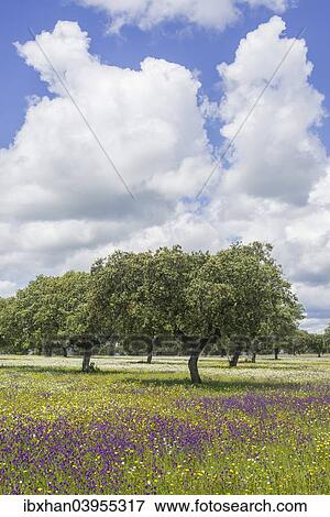 "Evergreen oak (Quercus ilex) and flower meadow, Extremadura, Spain, Europe" View Large Photo Image Stock Photo - "Evergreen oak (Quercus ilex) and flower meadow, Extremadura, Spain, Europe". Fotosearch