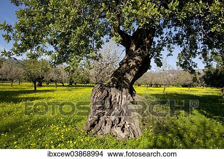 Picture - "Evergreen Oak (Quercus ilex) on flowering clover meadow, Majorca, Balearic Islands, Spain, Europe". Fotosearch