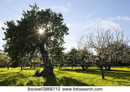 Stock Image - "Evergreen Oaks (Quercus ilex) and Almond trees (Prunus dulcis) on flowering clover meadow, Majorca, Balearic Islands, Spain, Europe". Fotosearch