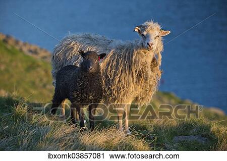 "Ewe and lamb, Mykines, Faroe Islands, Denmark, Europe" View Large Photo Image Stock Image - "Ewe and lamb, Mykines, Faroe Islands, Denmark, Europe". Fotosearch