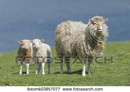 "Ewe and lambs, Mykines, Faroe Islands, Denmark, Europe" View Large Photo Image Stock Photo - "Ewe and lambs, Mykines, Faroe Islands, Denmark, Europe". Fotosearch