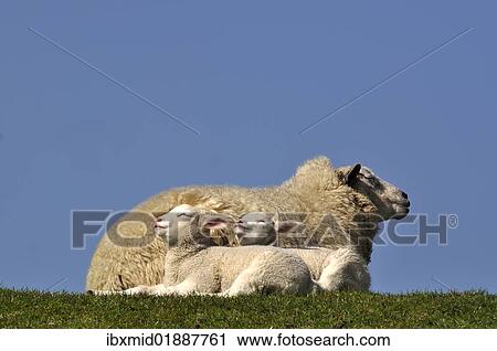 Ewe (Ovis orientalis aries) and her lambs enjoying the warm sun View Large Photo Image Stock Image - Ewe (Ovis orientalis aries) and her lambs enjoying the warm sun. Fotosearch