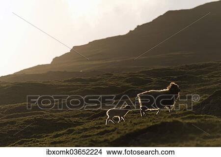 "Ewe with a lamb with backlighting, Bour, Vagar, Faroe Islands, Denmark, Europe" View Large Photo Image Picture - "Ewe with a lamb with backlighting, Bour, Vagar, Faroe Islands, Denmark, Europe". Fotosearch