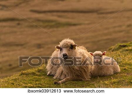 "Ewe with lamb, lying down, evening mood, Faroe Islands, Denmark, Europe" View Large Photo Image Stock Image - "Ewe with lamb, lying down, evening mood, Faroe Islands, Denmark, Europe". Fotosearch