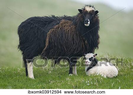 "Ewe with lamb, Mykines, Utoyggjar, Outer Islands, Faroe Islands, Denmark, Europe" View Large Photo Image Picture - "Ewe with lamb, Mykines, Utoyggjar, Outer Islands, Faroe Islands, Denmark, Europe". Fotosearch