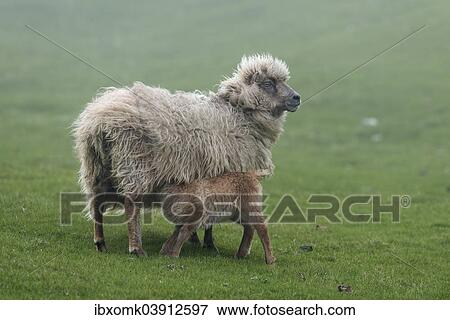 "Ewe with lamb, Mykines, Utoyggjar, Outer Islands, Faroe Islands, Denmark, Europe" View Large Photo Image Stock Photo - "Ewe with lamb, Mykines, Utoyggjar, Outer Islands, Faroe Islands, Denmark, Europe". Fotosearch