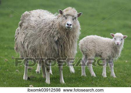 "Ewe with lamb, Mykines, Utoyggjar, Outer Islands, Faroe Islands, Denmark, Europe" View Large Photo Image Stock Photo - "Ewe with lamb, Mykines, Utoyggjar, Outer Islands, Faroe Islands, Denmark, Europe". Fotosearch